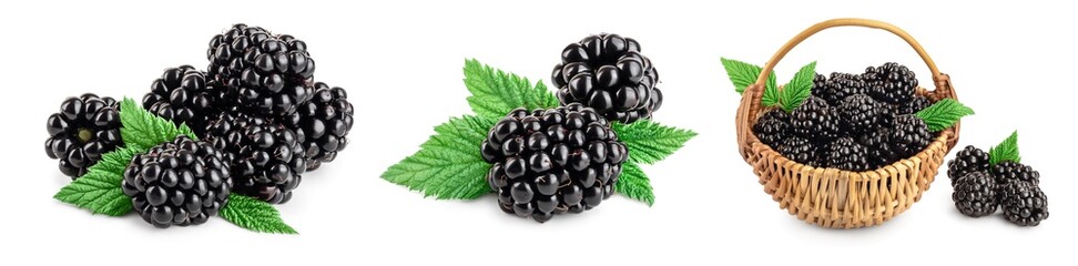 blackberry with leaf isolated on a white background closeup. Set or collection