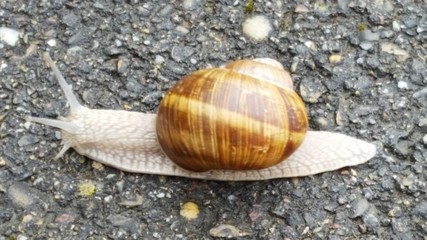 Bel escargot