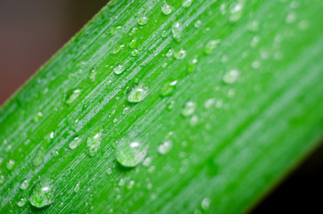 Green leaf with water drops, macro