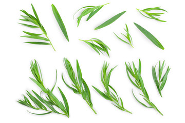 tarragon or estragon isolated on a white background. Artemisia dracunculus. Top view. Flat lay