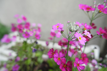 植木鉢に育つピンクの花