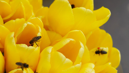 Many bees on bright fresh yellow and pink tulips collect pollen in 4K. Bees awakening from...