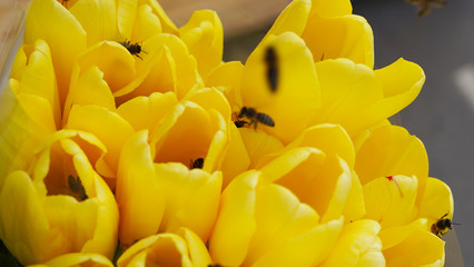 Many bees on bright fresh yellow and pink tulips collect pollen in 4K. Bees awakening from hibernation pollinate a field with spring colorful tulips, macro shot early flowers.