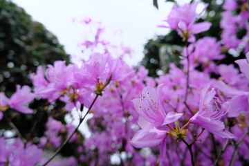 美しく咲き誇るピンクのヤマツツジ