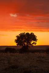 Fototapeta na wymiar hermoso cielo solitario árbol colores