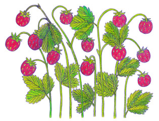 Strawberry bush, strawberry berries. Watercolor illustration. Watercolor set of juicy strawberries with leaves and berries. Hand-drawn illustration of food. Fruit background. Summer sweet berries.