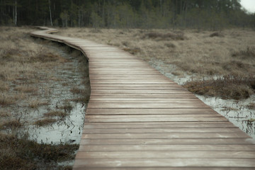 Fototapeta premium road in the swamp. wooden path in the woods.