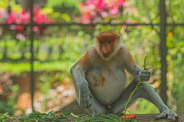 The proboscis monkey (Nasalis larvatus) or long-nosed monkey.