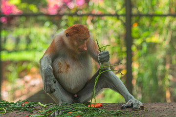 The proboscis monkey (Nasalis larvatus) or long-nosed monkey.