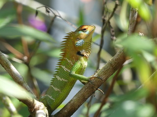 Green garden lizard, Sri Lanka