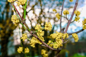 yellow spring 