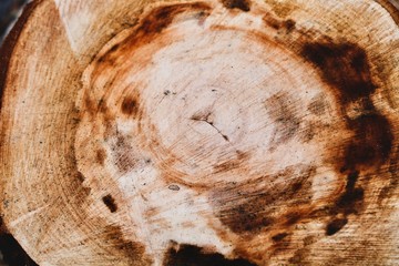 tree trunk 