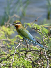 Blue-tailed bee-eater, Sri Lanka