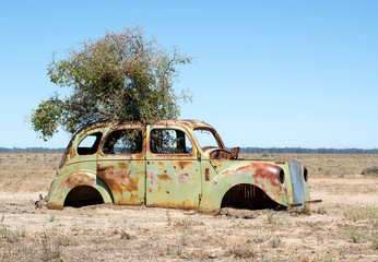 Old car wreck with tree growing through its roof