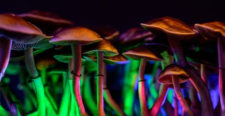 Color magic mushrooms - psilocybe © Martina