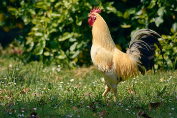 Gallo