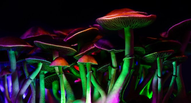 Color magic mushrooms - psilocybe