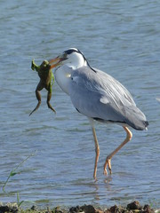 Grey heron with frog, Sri Lanka