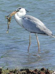 Grey heron with frog in beak, Sri Lanka