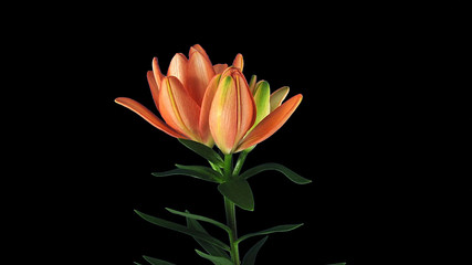 orange lily flower isolated on black background