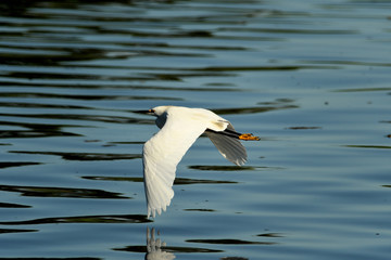 Fototapeta na wymiar Snowy Egret