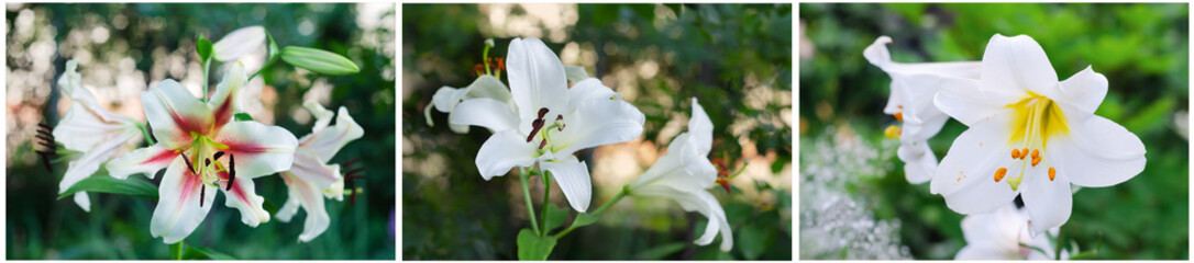 Collage of three photos with white Lily flowers