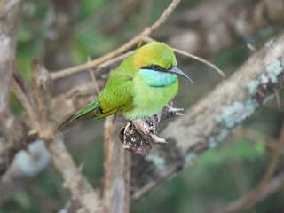 Obraz premium Green bee-eater, Sri Lanka
