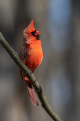 A Cardinal perched on a branch.