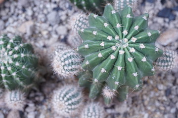 Top view of cactus in the garden