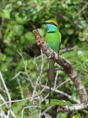 Green bee-eater, Sri Lanka