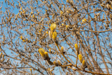 branch blooming willow close up against the blue sky on a sunny spring day, willows, also called sallows and osiers, form the genus salix