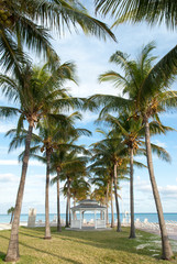 Grand Bahama Island Lucaya Beach Palms
