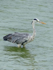 Grey heron wading in lake, Sri Lanka