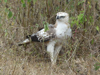 Changeable hawk eagle, Sri Lanka