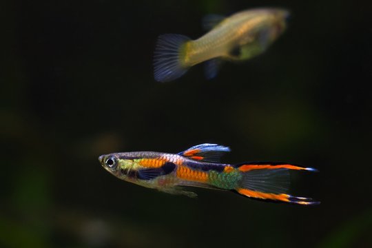 Guppy endler, adult male of freshwater aquarium fish in vibrant neon glowing spawning coloration and female in background, nature aquarium with healthy inhabitant