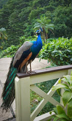 Fototapeta premium Peeping Peacock