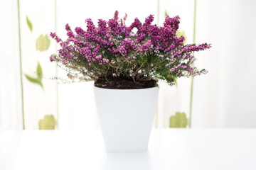 erica darleyensis. Beautiful blooming purple Erica darleyensis or heather in white ceramics on white table,  selective focus