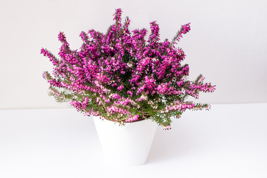 erica darleyensis. Beautiful blooming purple Erica darleyensis or heather in white ceramics on white table,  selective focus
