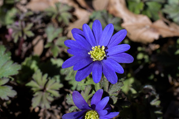 Anemone or winter windflower in garden. It is a species of flowering plant native to southeastern Europe, Turkey, Lebanon, and Syria. It is an herbaceous tuberous perennial.
