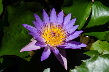 Closeup of beautiful bright purple violet Nymphaea or Water Lily bud in a pond