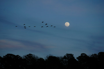 A flock of birds flying at dusk under a full moon