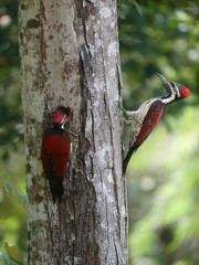 Greater Sri Lanka flameback woodpecker, Sri Lanka