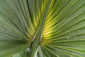 Palms leaves green background. nature abstract texture