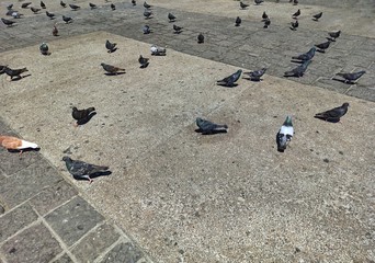 Pigeons in a square on sunny day in Guatemala