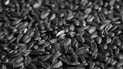 Natural background, texture of sunflower seeds. Close-up