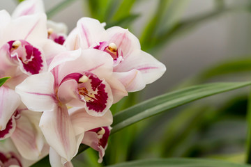 Cymbidium or boat orchid. orchids of the philippines.