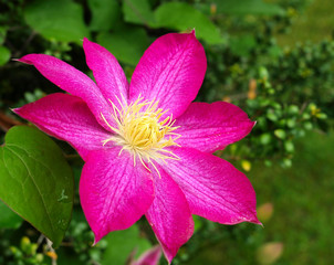 Pink clematis flower with a green background