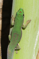 Close-up of gecko on palm tree, Madagascar
