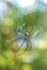 Female wood spider, Madagascar