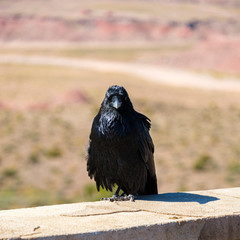 Desert Raven